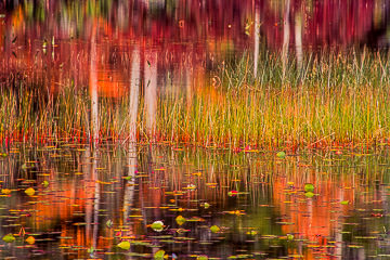 LE-AM-MIS-12         Autumn Colors At Somes Pond, Somesville, Mount Desert Island, Maine