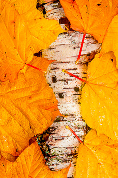 LE-AM-MIS-25         Yellow Maple Leaves On Birch Bark, Acadia National Park, Maine
