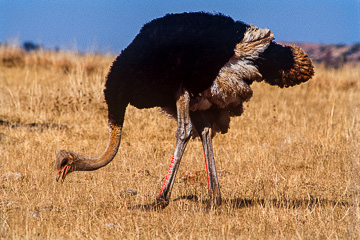 AF-B-02         Male Ostrich, Rietvlei Nature Reserve, South Africa