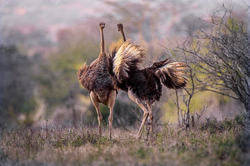 LE-AF-B-01         Ostriches Courting, Kruger National Park, South Africa