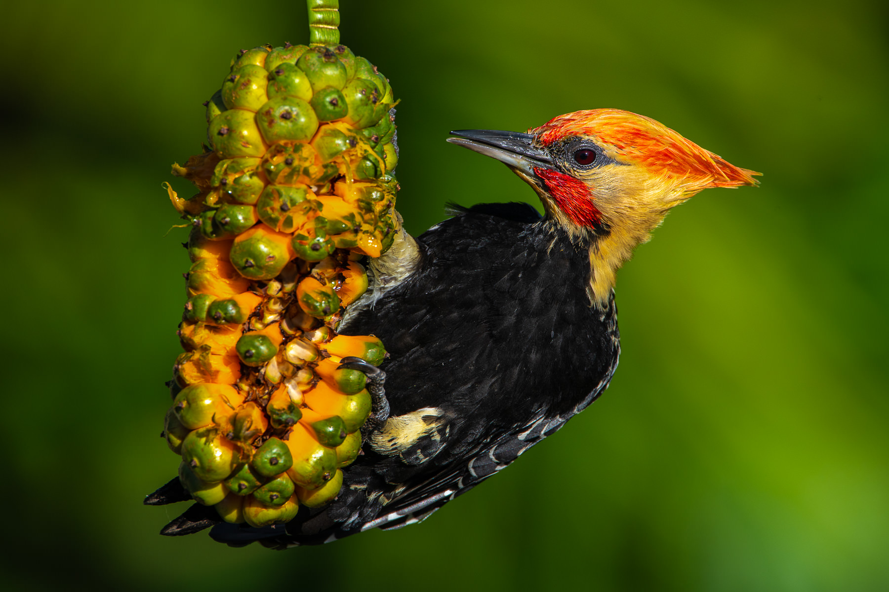 Photograph of a pica-pau de cabeça amarela, or yellow headed woodpecker on caxando fruit, Bahia, Brazil, taken by Gil Lopez-Espina