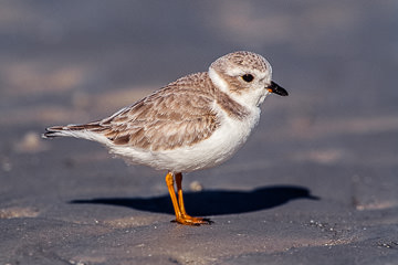 AM-B-01         Piping Plover, Fort Myers Beach, Florida