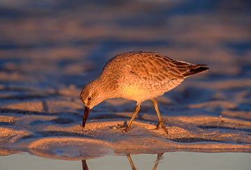 LE-AM-B-11         Red Knot Feeding At Days End, Fort Myers Beach, Florida