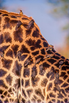 AF-B-01         Redbilled Oxpeckers On Giraffe, Kruger NP, South Africa