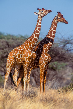 AF-M-01         Reticulated Giraffes, Samburu National Reserve, Kenya