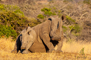 AF-M-109         White Rhinoceros With Calf, Mala Mala Private Reserve, South Africa