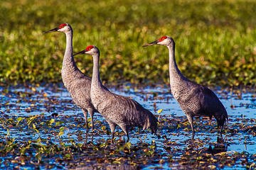 LE-AM-B-05         Sandhill Cranes at Myakka River State Park, Florida