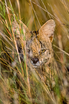 AF-M-01         Serval, Kruger National Park, South Africa