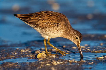 AM-B-01         Short-Billed Dowitcher, Fort Myers, Florida