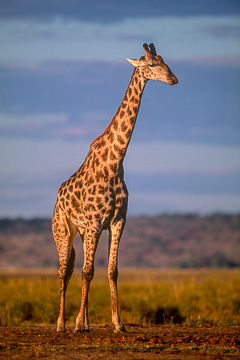 AF-M-49         Southern Giraffe, Chobe National Park, Botswana