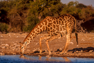 LE-AF-M-41         Southern Giraffe Drinking, Etosha National Park, Namibia