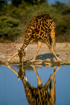 AF-M-45         Southern Giraffe Drinking, Etosha National Park, Namibia
