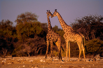AF-M-37         Southern Giraffes, Etosha National Park, Namibia