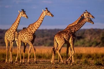 LE-AF-M-38         Southern Giraffes At Day's End, Chobe National Park, Botswana