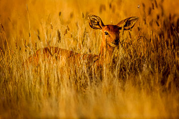 LE-AF-M-13         Steenbok Feeding On High Grasses, Kruger National Park, South Africa