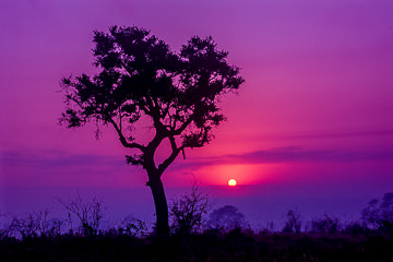 AF-LA-05         Sunrise, Kruger National Park, South Africa