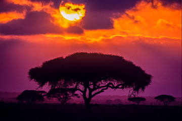 AF-LA-03         Sunrise Over Acacia Trees, Amboseli National Park, Kenya