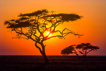 AF-LA-06         Sunset Behind Acacia Trees, Amboseli National Park, Kenya