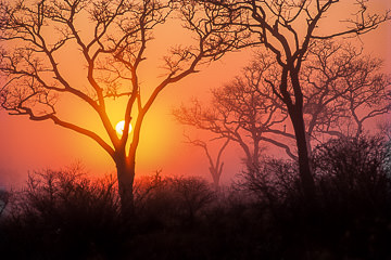 LE-AF-LA-01         Sunrise In The Mist, Near Satara, Kruger National Park, South Africa