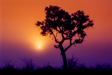 LE-AF-LA-02         Silhouetted Tree As Sun Rises, Kruger National Park, South Africa