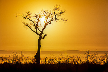 AF-LA-16         Sunrise, Kruger National Park, South Africa