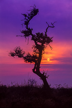 AF-LA-19         Silhouetted Tree, Kruger National Park, South Africa