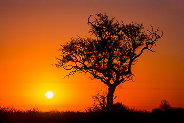 AF-LA-23         Sunrise Silhouetting Tree, Kruger National Park, South Africa