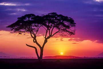 AF-LA-01         Acacia Tree At Sunrise, Masai Mara National Reserve, Kenya