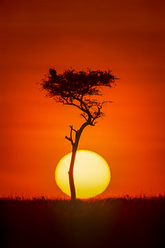 AF-LA-07         Sun Rising Behind Acacia Tree, Masai Mara National Reserve, Kenya