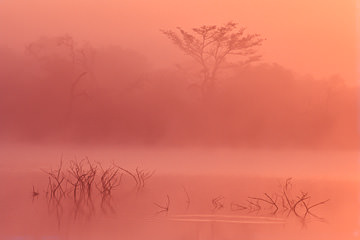 LE-AF-LA-04         Morning Mist, Phinda Game Reserve, South Africa