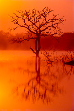 AF-LA-09         Tree At Dawn, Phinda Private Game Reserve, South Africa