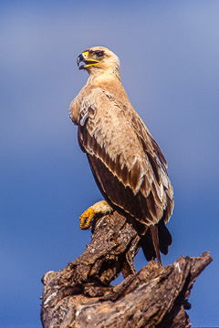 AF-B-02         Tawny Eagle, Samburu National Reserve, Kenya