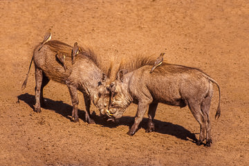 AF-M-05         Young Warthogs With Oxpeckers Having A Dispute, Kruger NP, South Africa