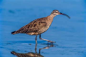 AM-B-03         Whimbrel On The Move, Fort Myers Beach, Florida