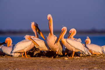 AF-B-01         White Pelicans, Makgadikgadi Salt Pans, Botswana