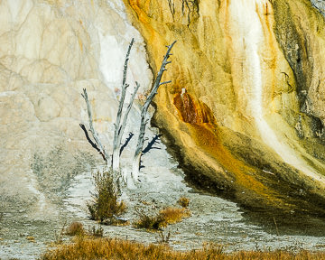 AM-LA-005nbsp;        Dried Tree, Orange Spring Mound, Mammoth Hot Springs, Yellowstone NP, Wyoming
