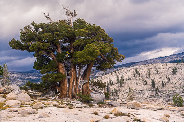 AM-LA-06         Western Juniper Tree, Yosemite NP, California
