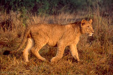 AF-M-62         Young Lion, Sabi Sabi Private Reserve, South Africa