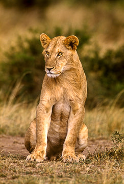 AF-M-61         Young Lion Resting, Kruger NP, South Africa