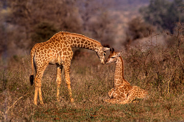 AF-M-36         Young Southern Giraffes, Kruger NP, South Africa